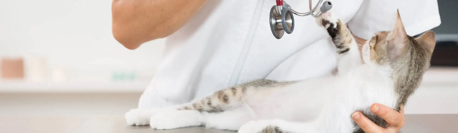 A tabby cat with white paws and a gray-and-white striped coat is being gently held by a person in a white lab coat.